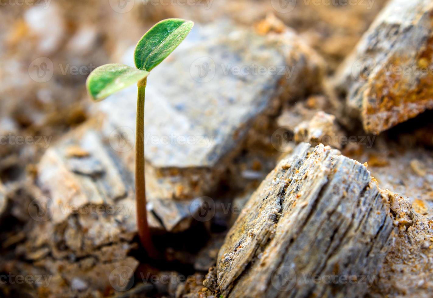 Young seeding sprout up rocky mountain soil photo