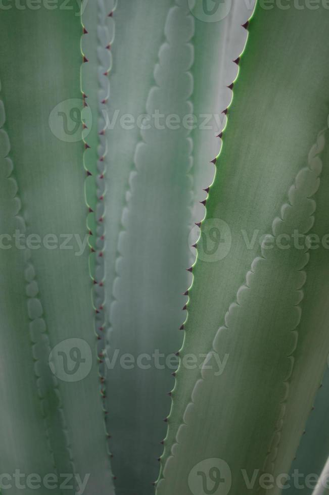 primer plano de planta suculenta, detalle de hojas frescas de agave americana foto