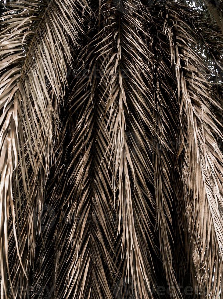 Brown strips of dry palm leaf parts. Abstract background photo