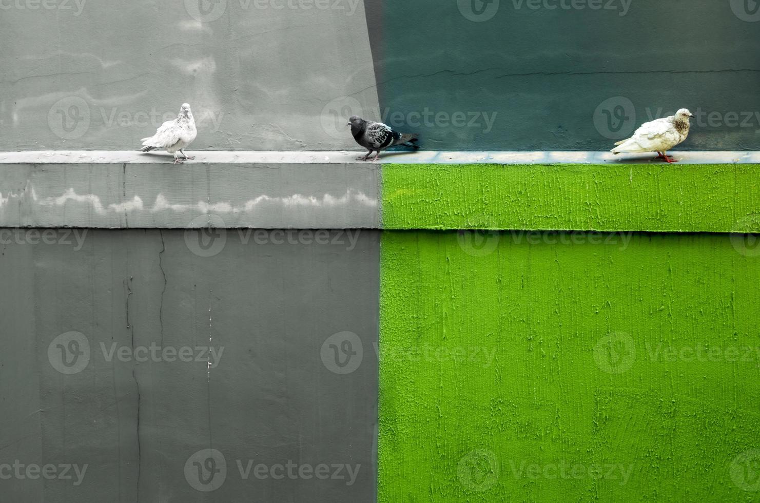 palomas descansando en el molde de goteo de hormigón al lado del edificio foto