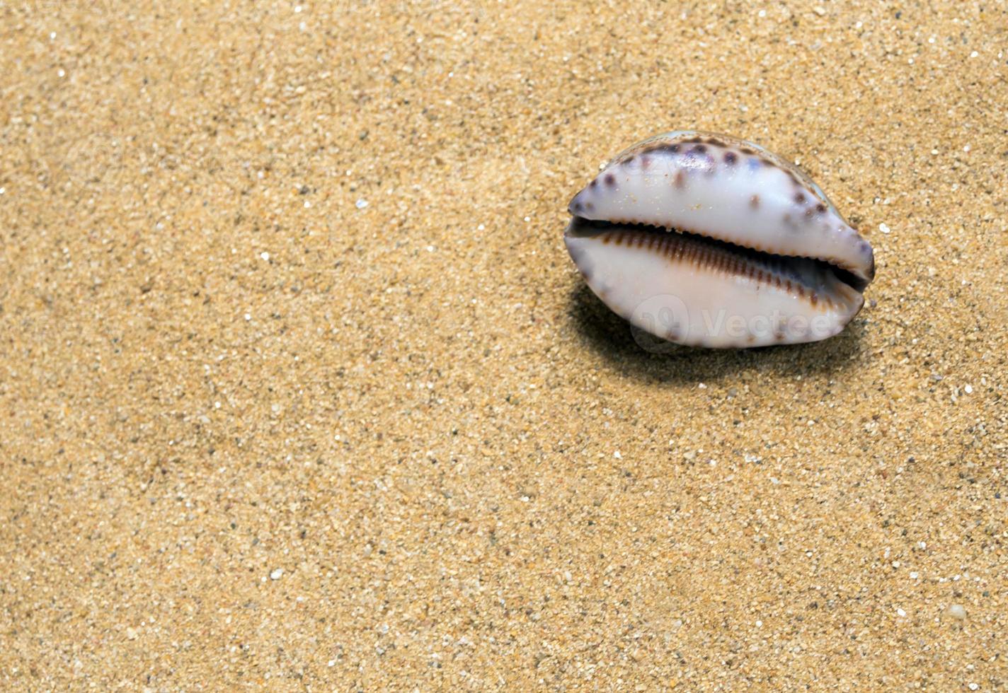 Dried Monetaria moneta shell on the sand photo