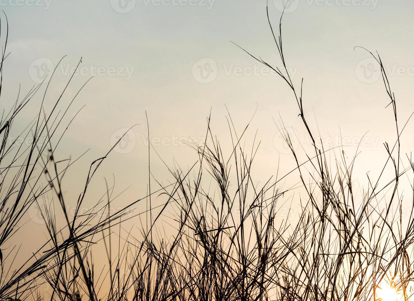 Dried blade of grass in the evening light photo