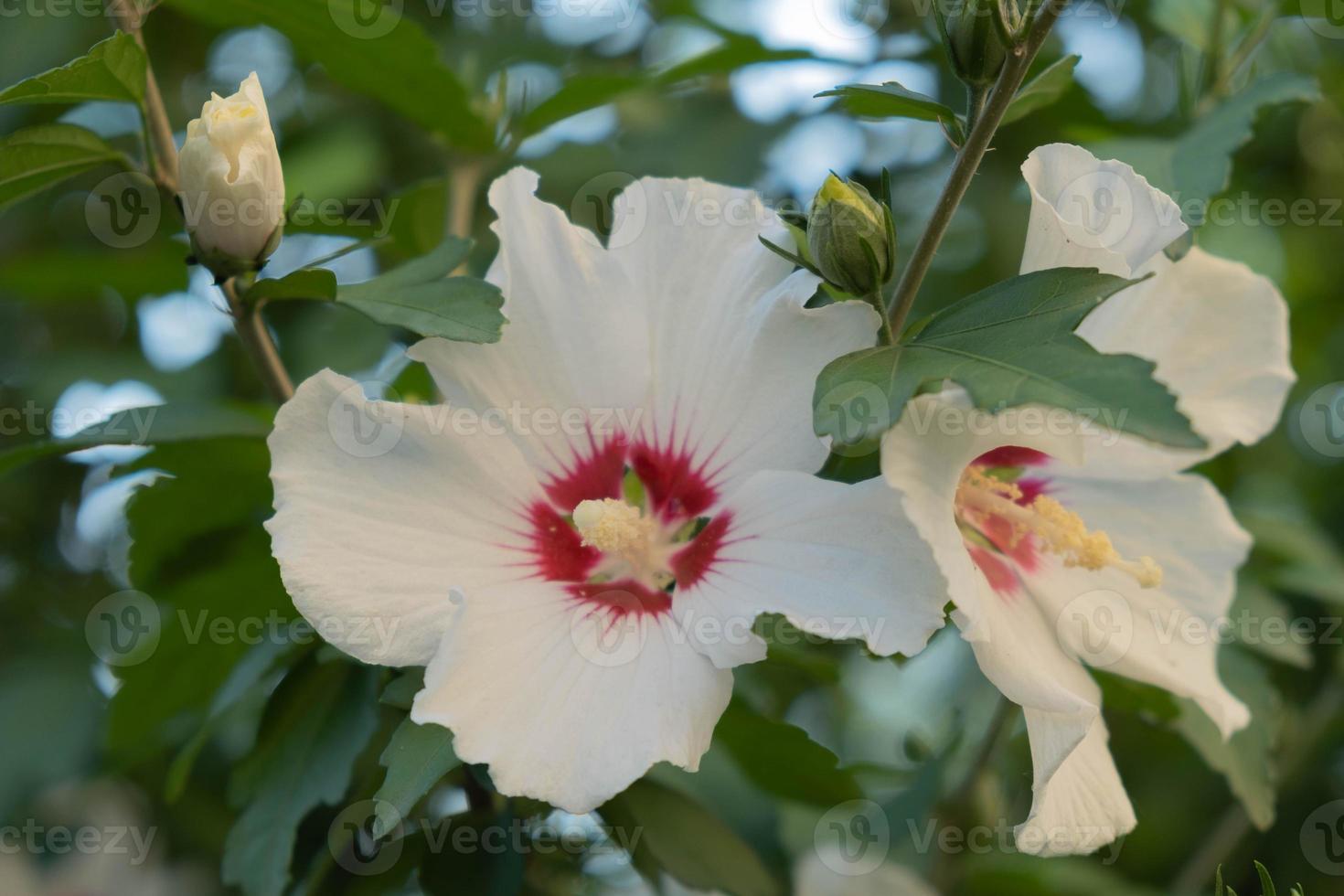 hibisco rosa siria o china, flores de la familia de las malváceas. t. arbusto floreciente con flores de hibisco. foto