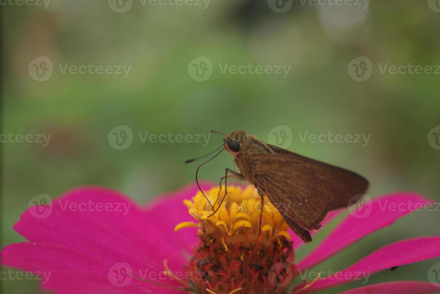 a little brown butterfly perched on a flower to suck honey photo
