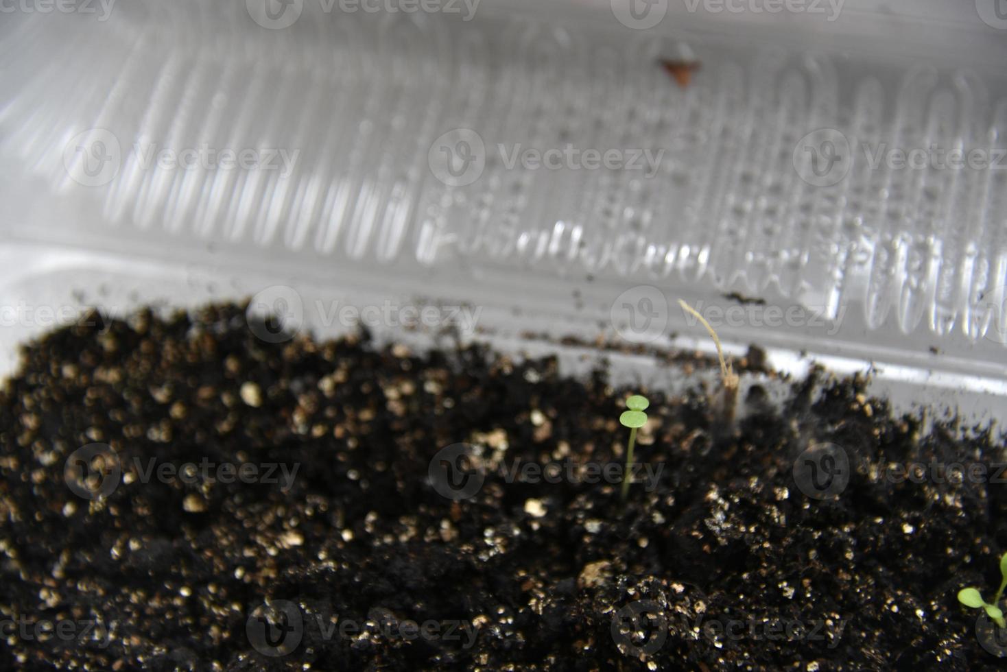 Germinating plants in spring and seedlings photo