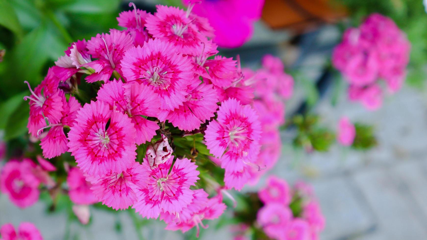 Beautiful pink blooming sweet william flowers, dianthus barbatus. photo