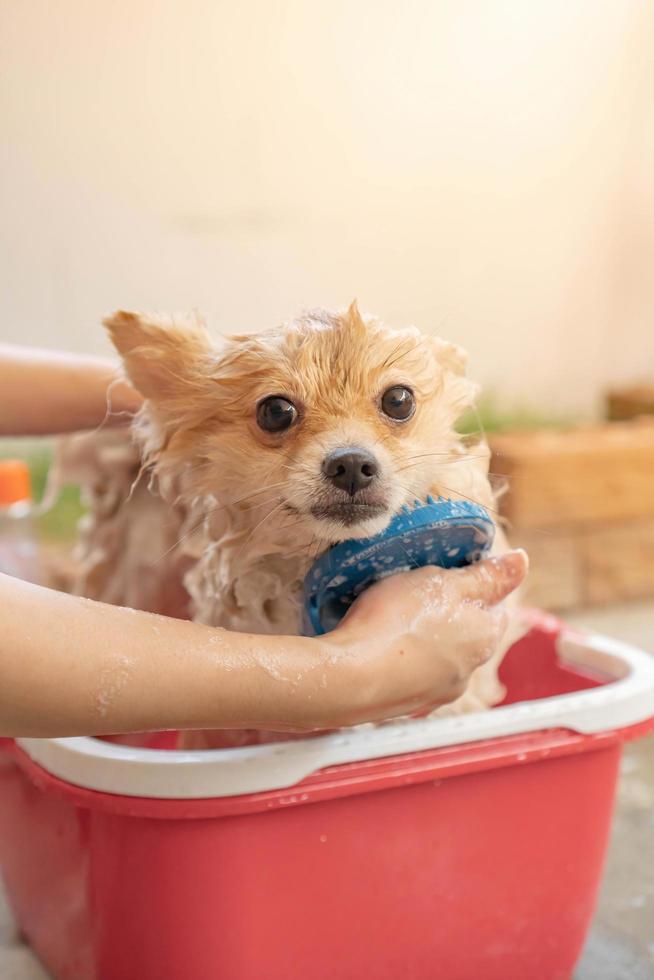 pomeranian or small dog breed was taken shower by owner and stood in red bucket that places on a concrete floor photo