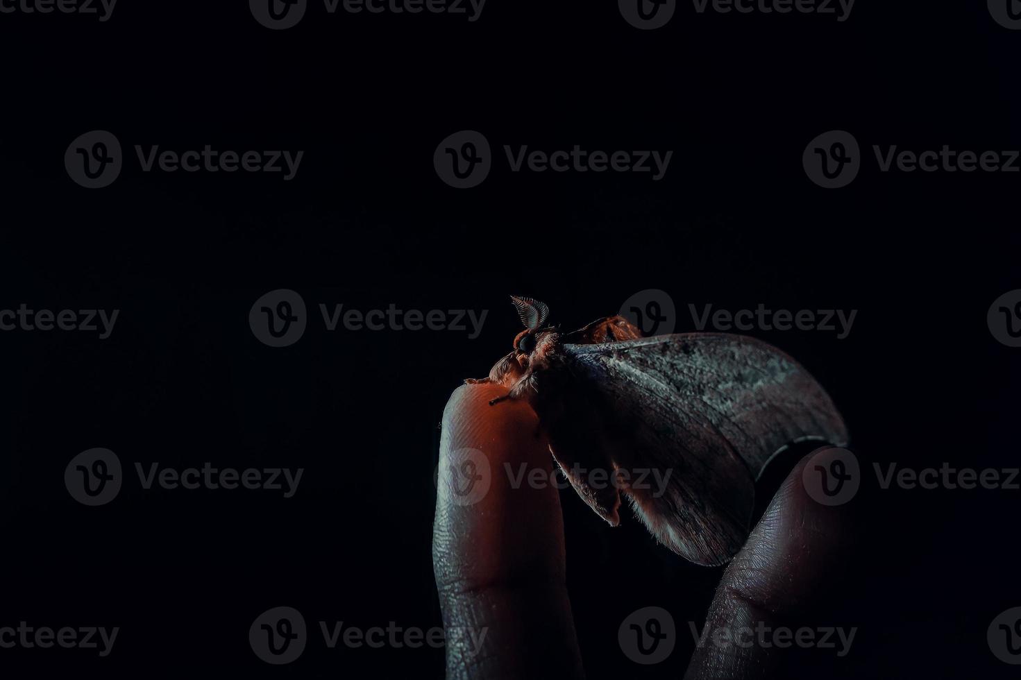 Photo of a moth resting on a man's finger, with the concept of a low key photo so that it produces a strong and dramatic impression. Black and dark background.