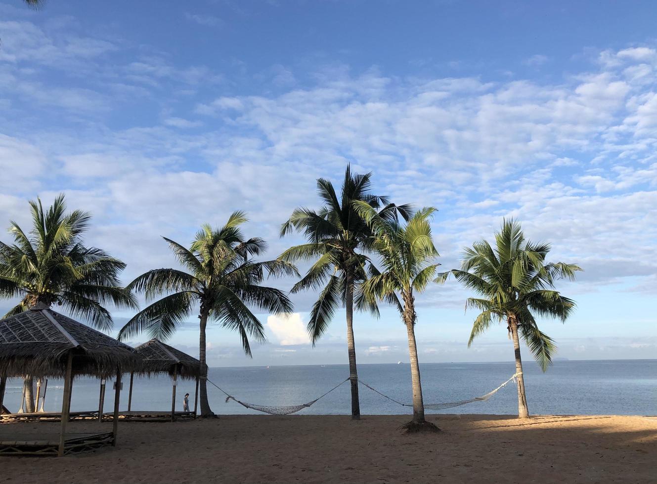 palmeras de coco en la playa fondo de verano foto