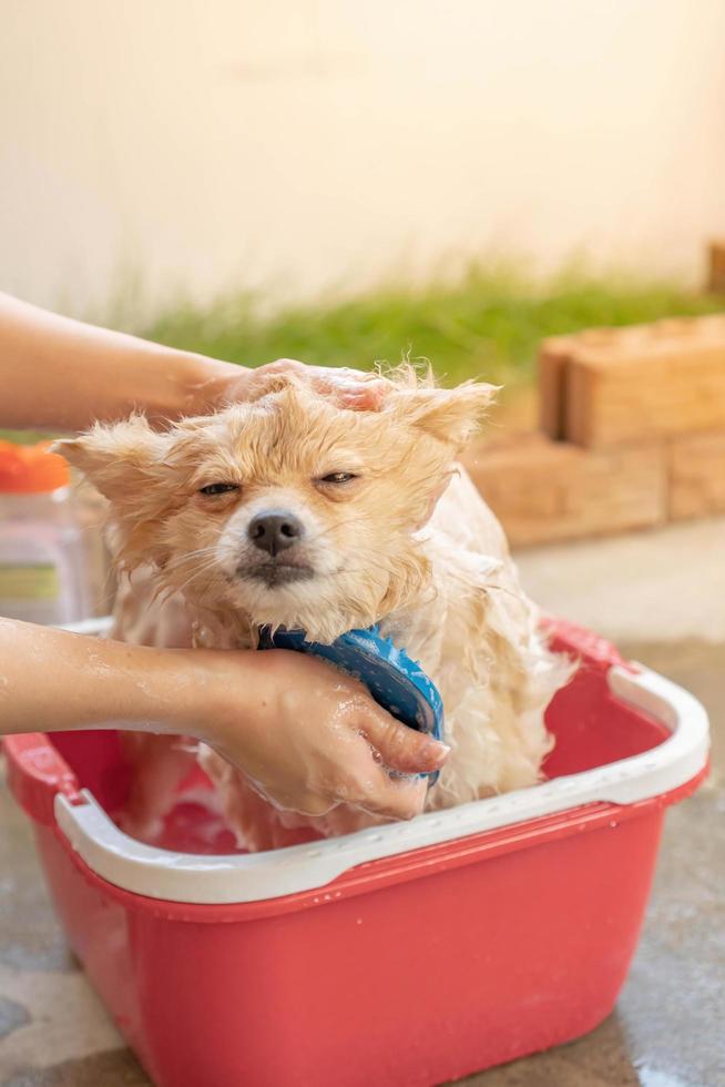 pomeranian or small dog breed was taken shower by owner and stood in red bucket that places on a concrete floor photo