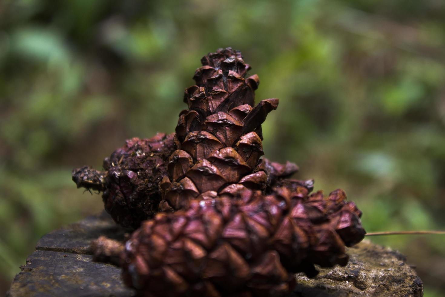 three pinecones that fell from the tree photo