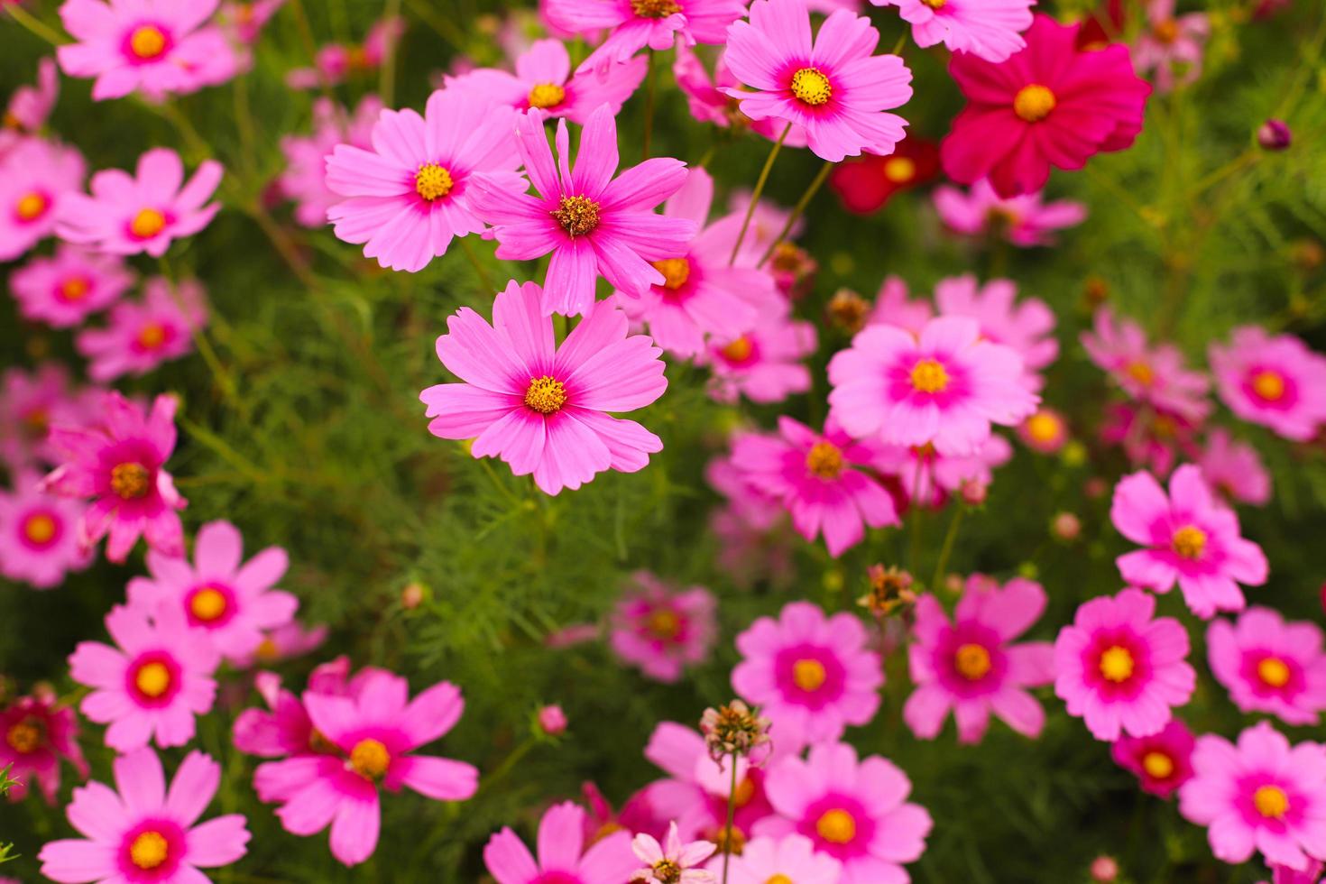 cosmos flor naturaleza fondo foto