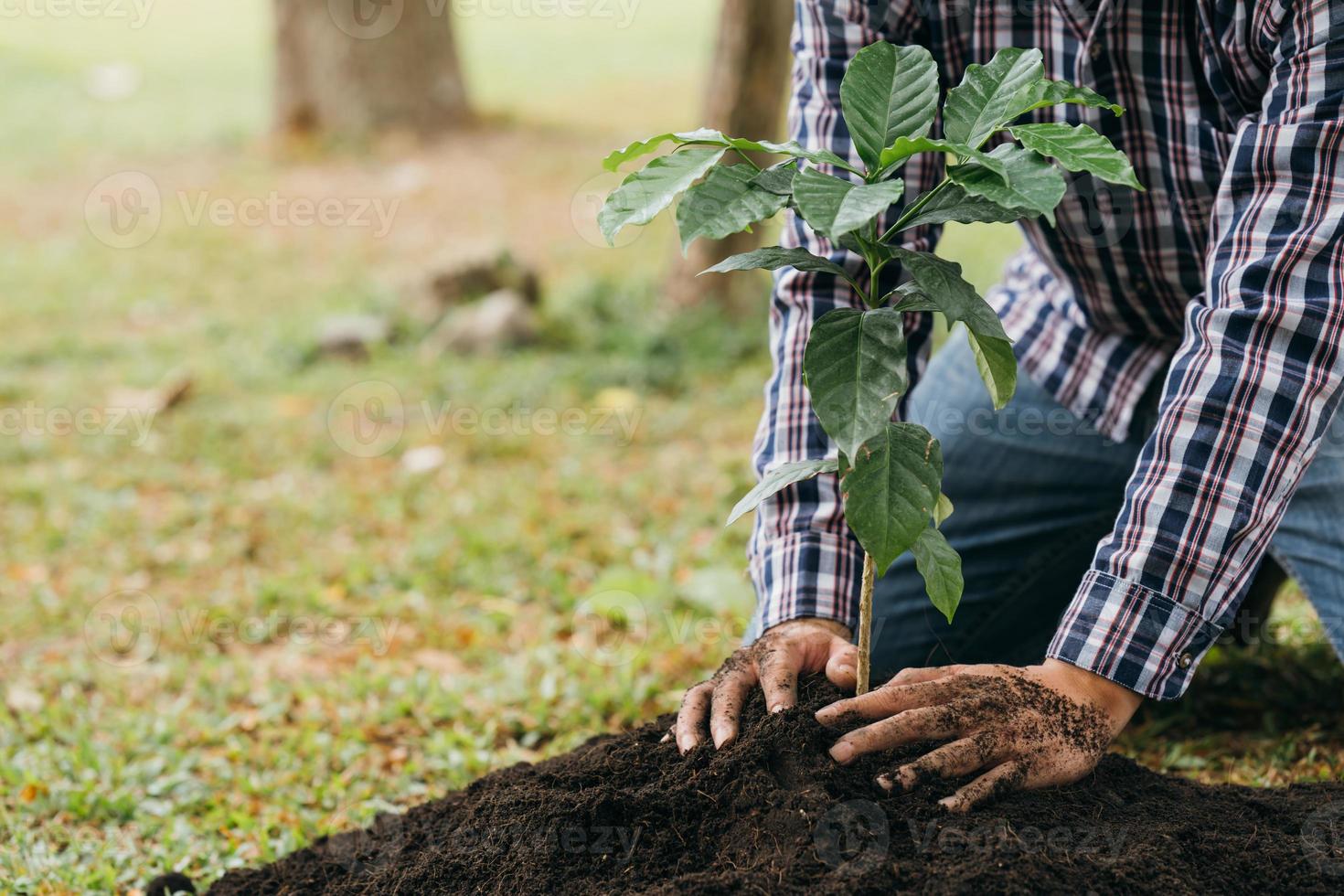 plantando un árbol. cierre al joven plantando el árbol mientras trabaja en el jardín. foto