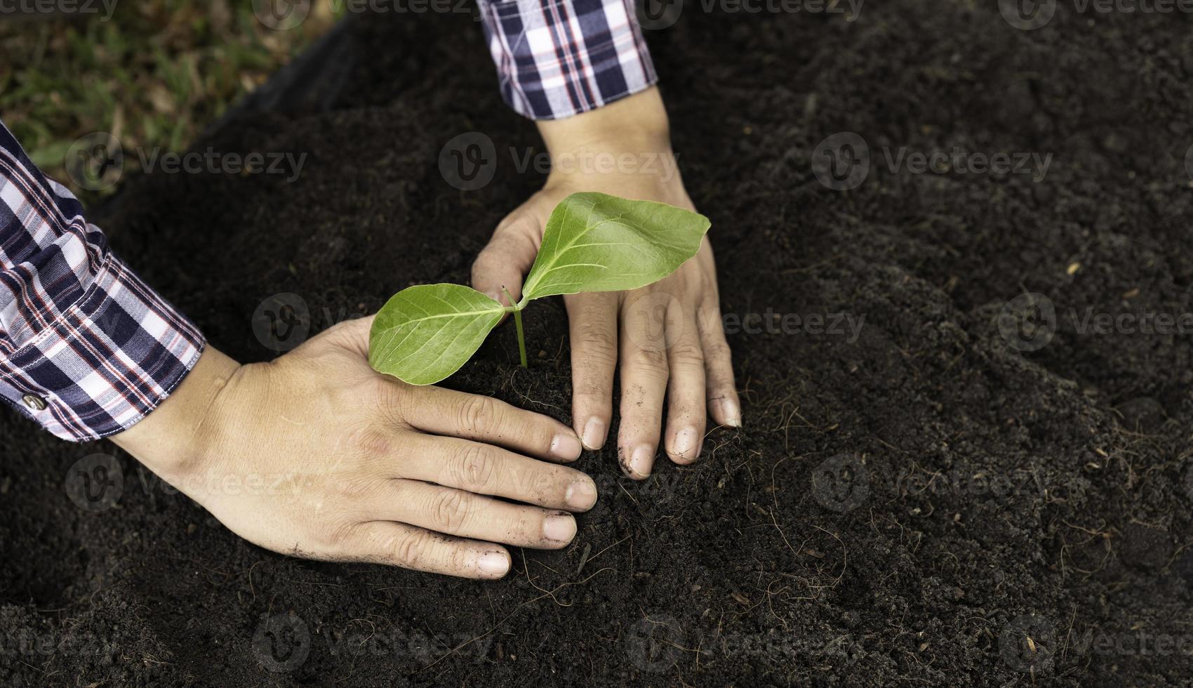 plantando un árbol. cierre al joven plantando el árbol mientras trabaja en el jardín. foto