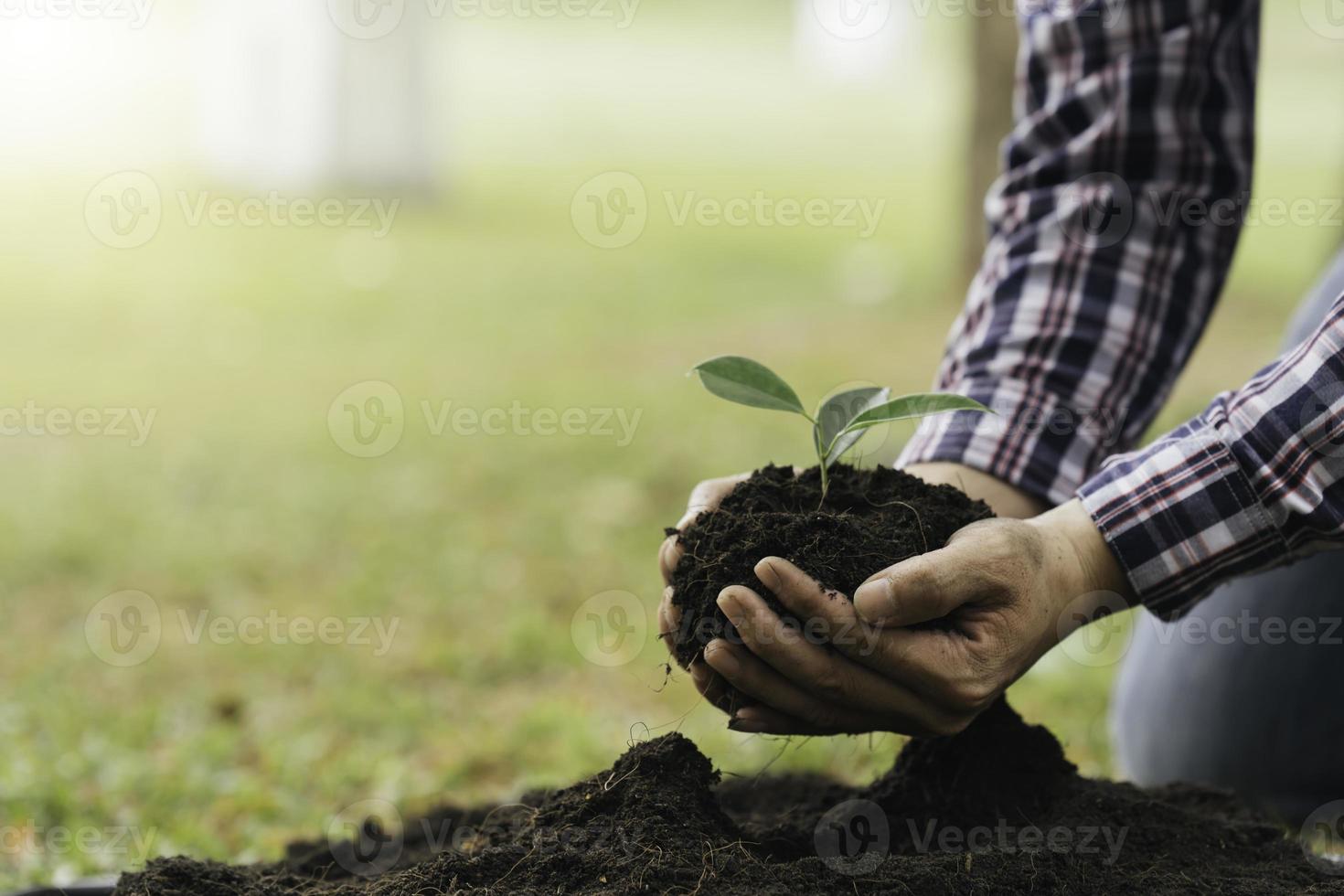Planting a tree. Close up on young man planting the tree while working in the garden. photo