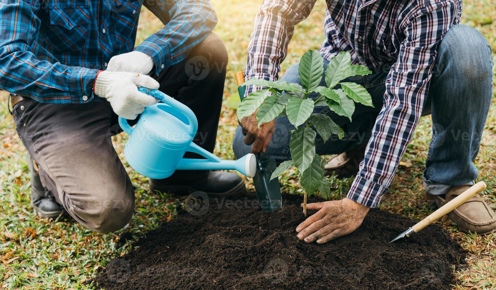 Planting a tree. Close up on young man planting the tree while working in the garden. photo