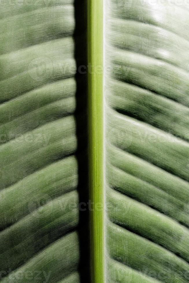 green leaf texture with lines, natural background photo