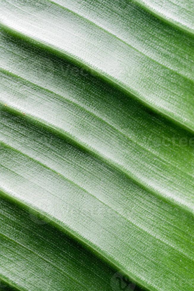 green leaf texture with lines, natural background photo