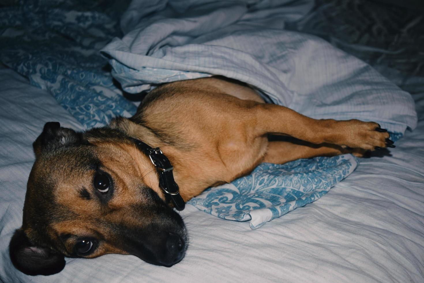 un pequeño perro mestizo yace debajo de una manta en la cama y mira con ojos tristes foto