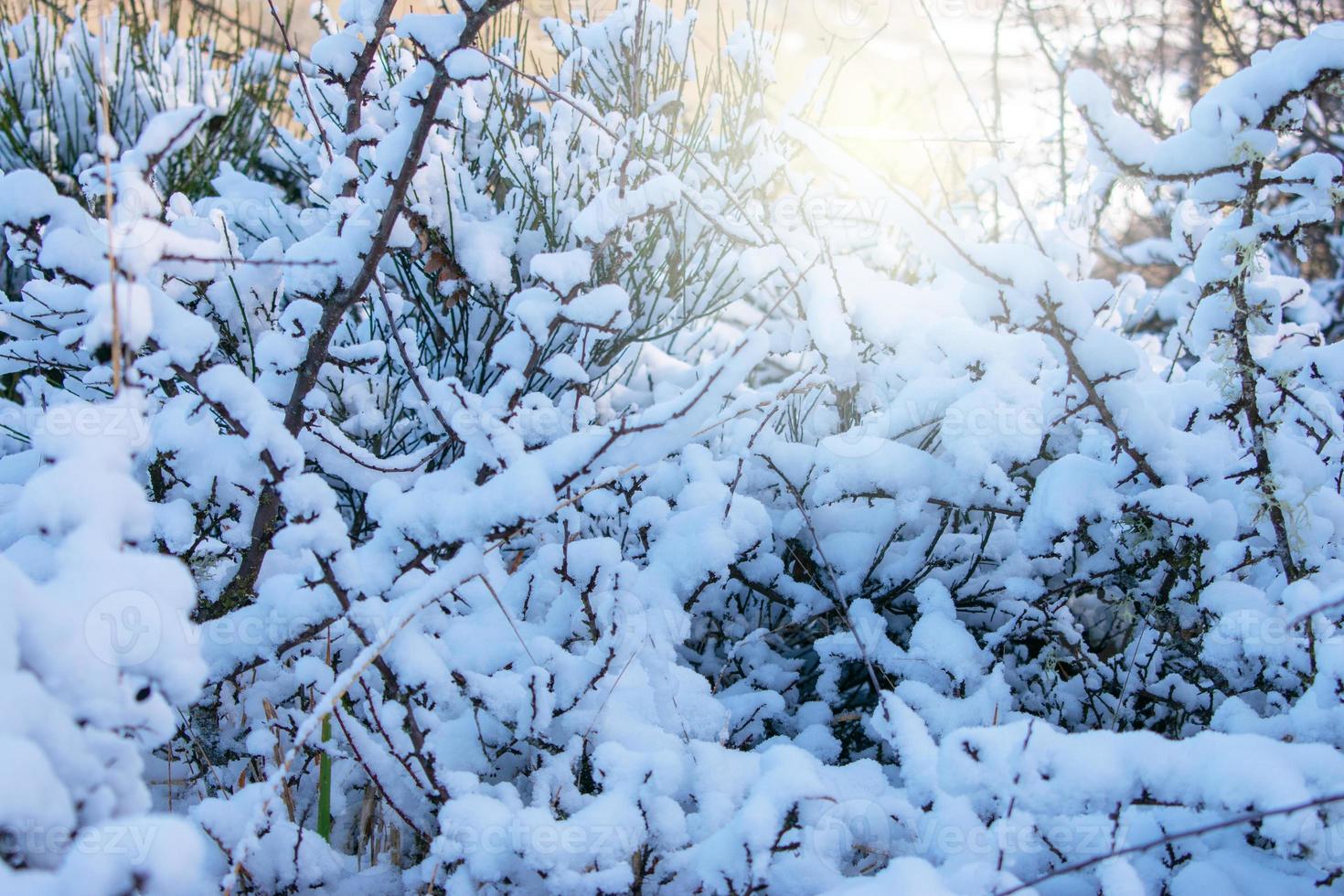 detalle de las ramas de los árboles cubiertas de nieve foto