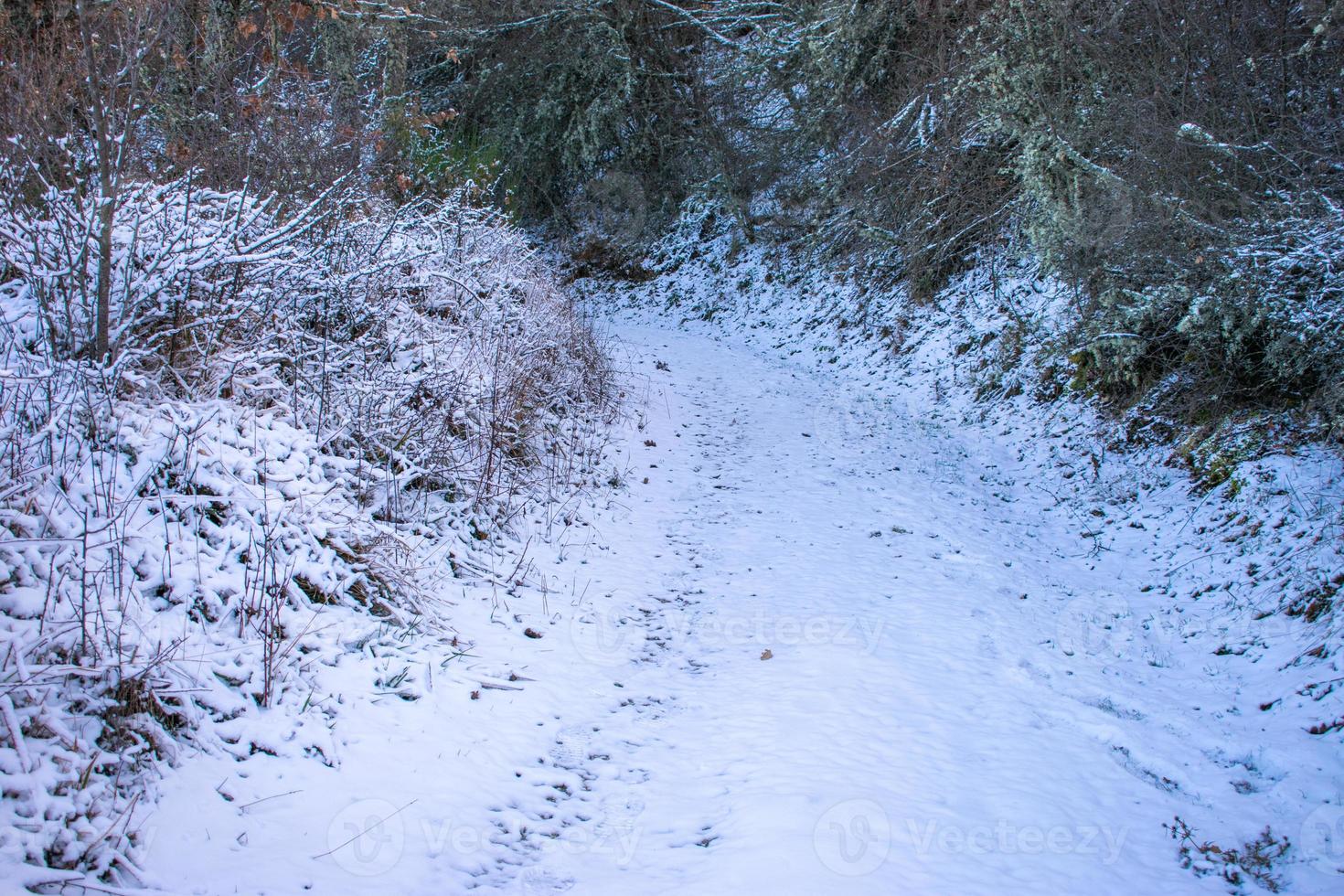 snowy mountain path in winter with vegetation photo