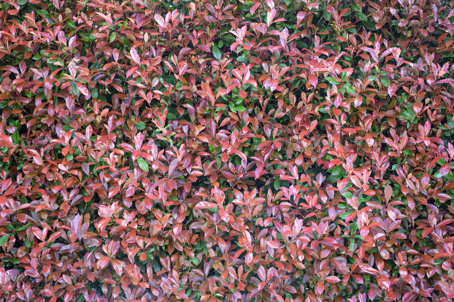 Purple and green leaves background texture. Lush abstract nature background. Photinia serratifolia photo