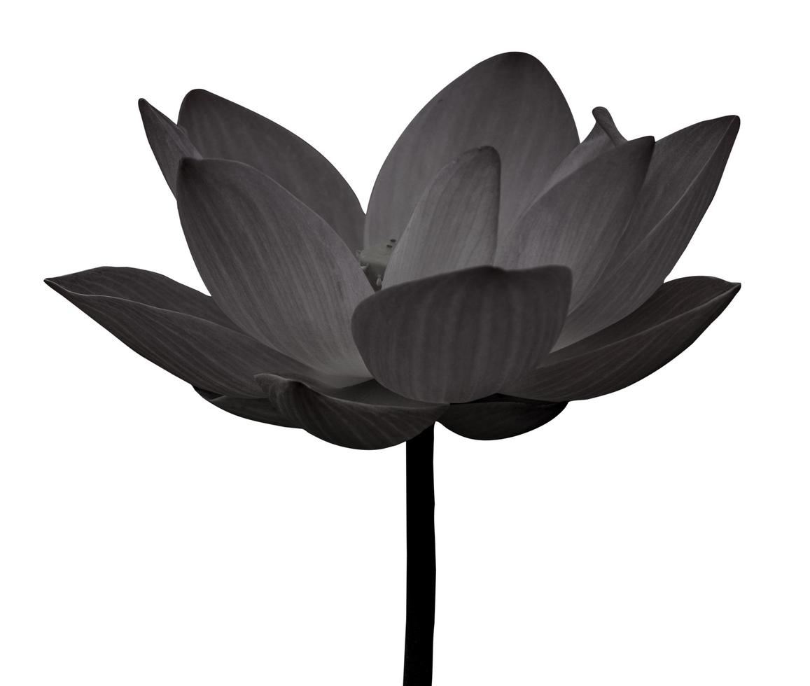 Lotus aislado en blanco y negro sobre fondo blanco. foto