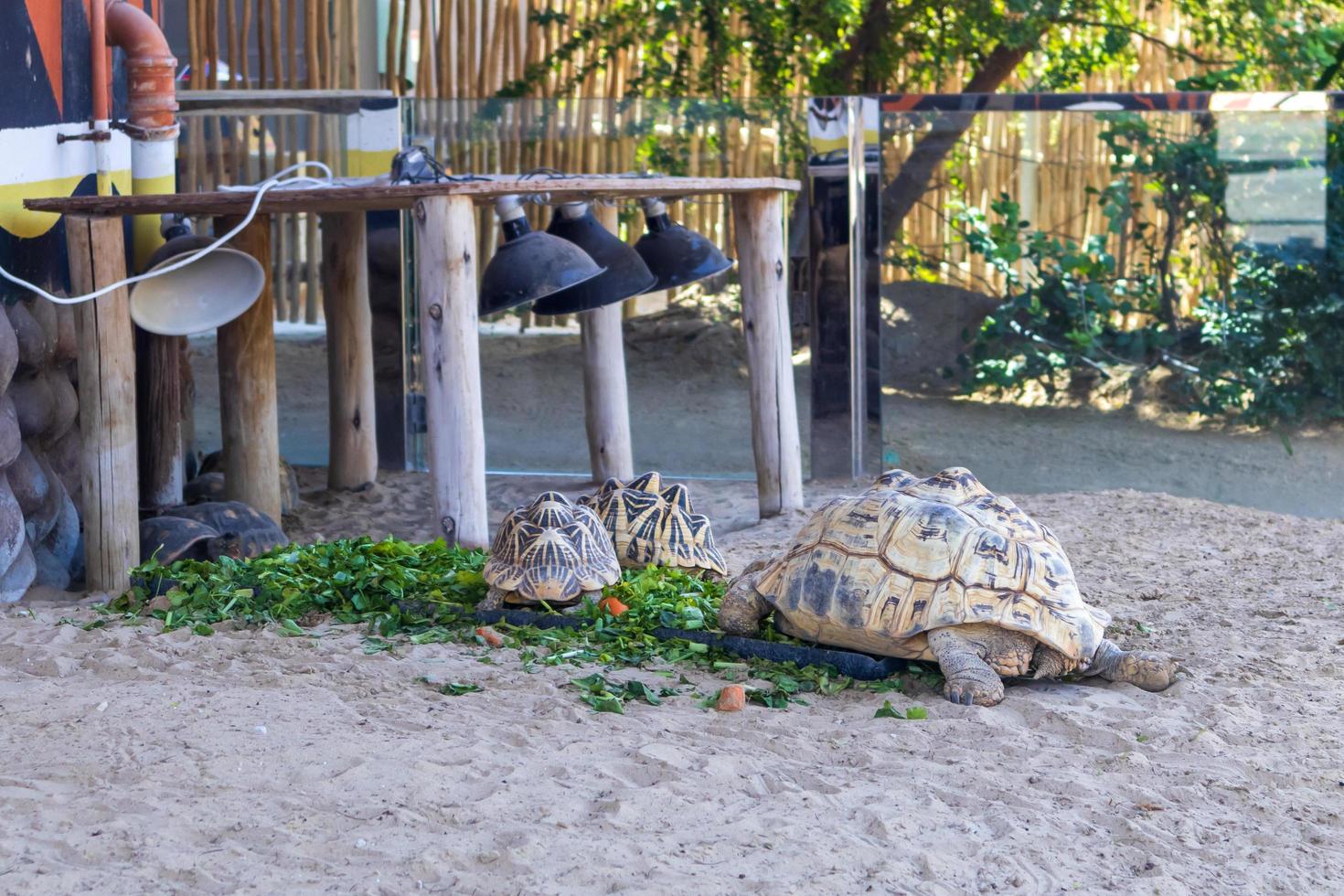 group of turtles eating photo