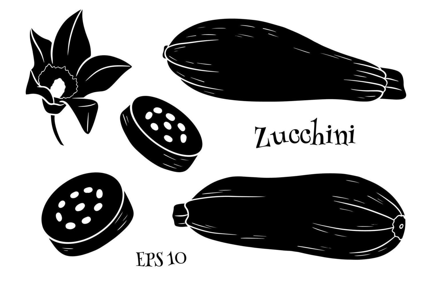 Zucchini set. Fresh sliced zucchini and flower. vector