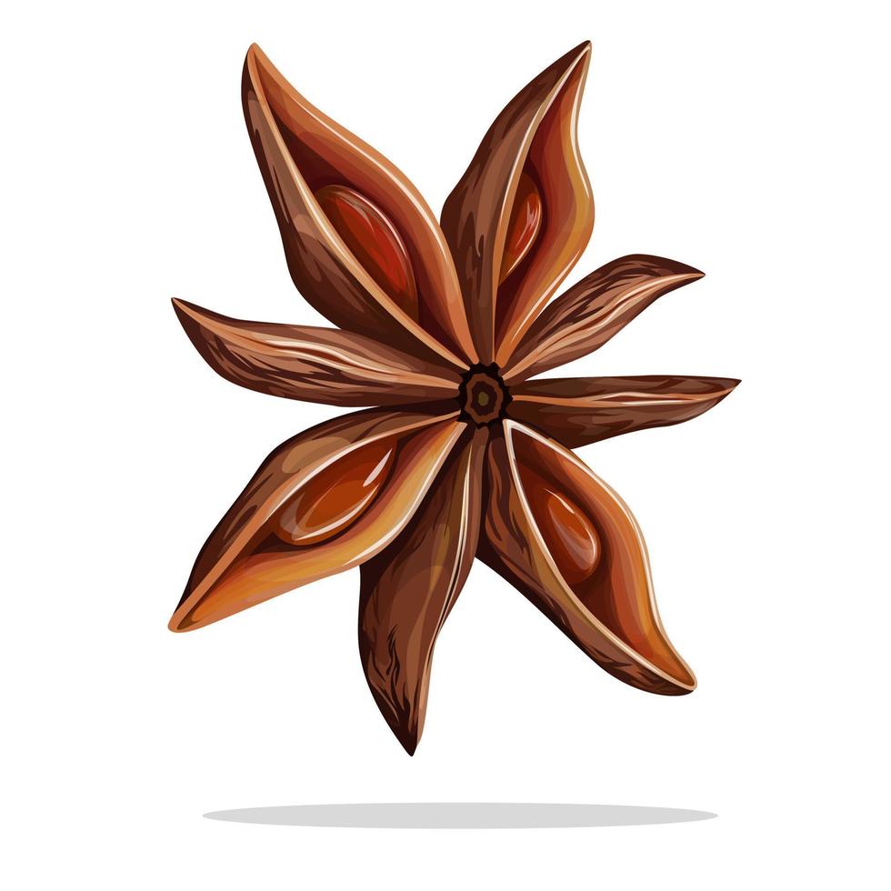 WebVector image of a single anise plant. Cartoon style. EPS 10 vector