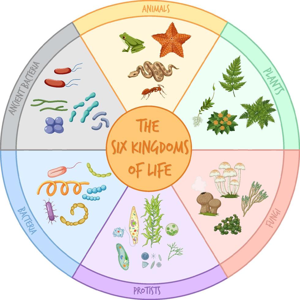 Diagram showing six kingdoms of life vector