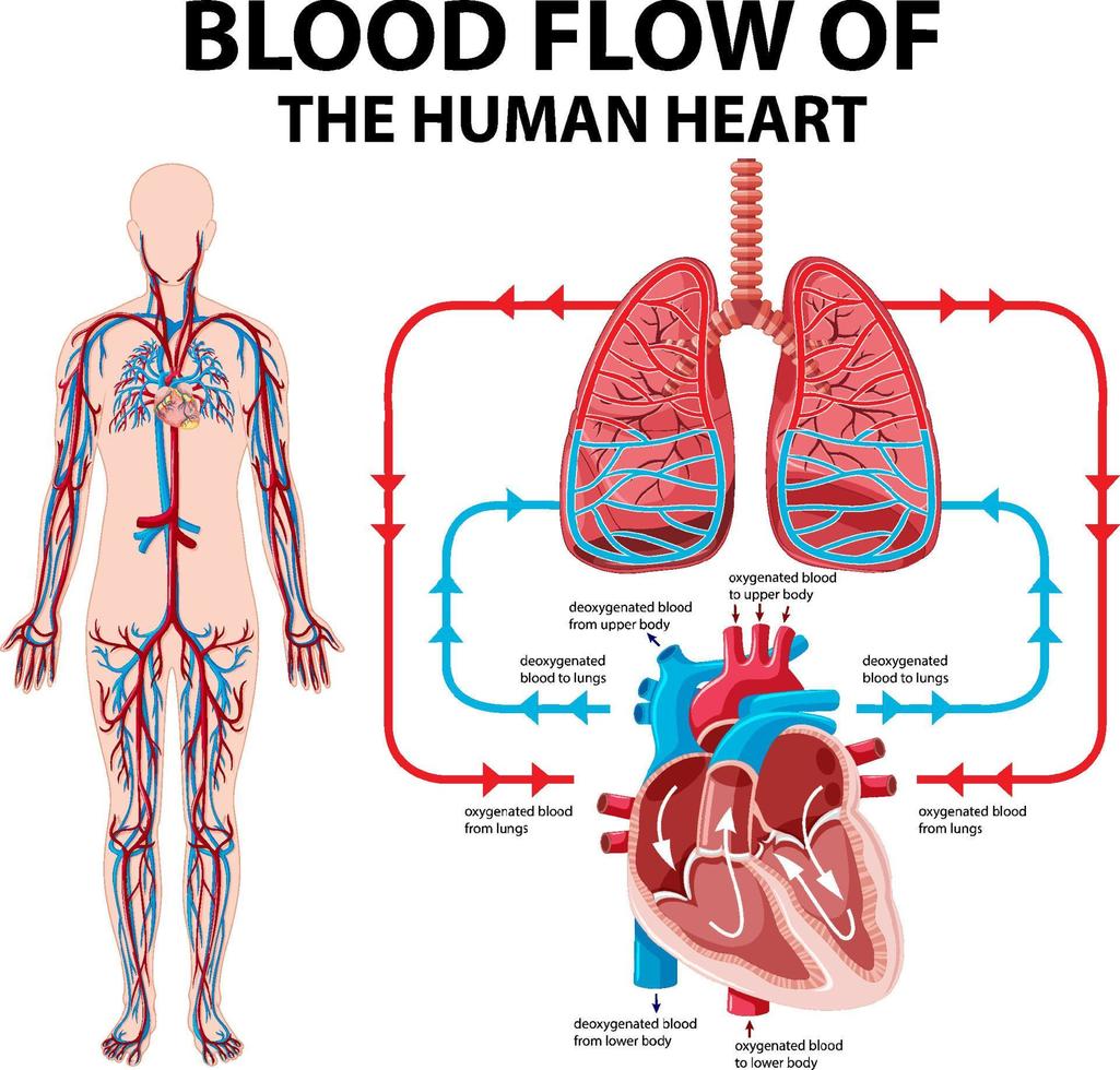 Diagram showing blood flow of human heart vector