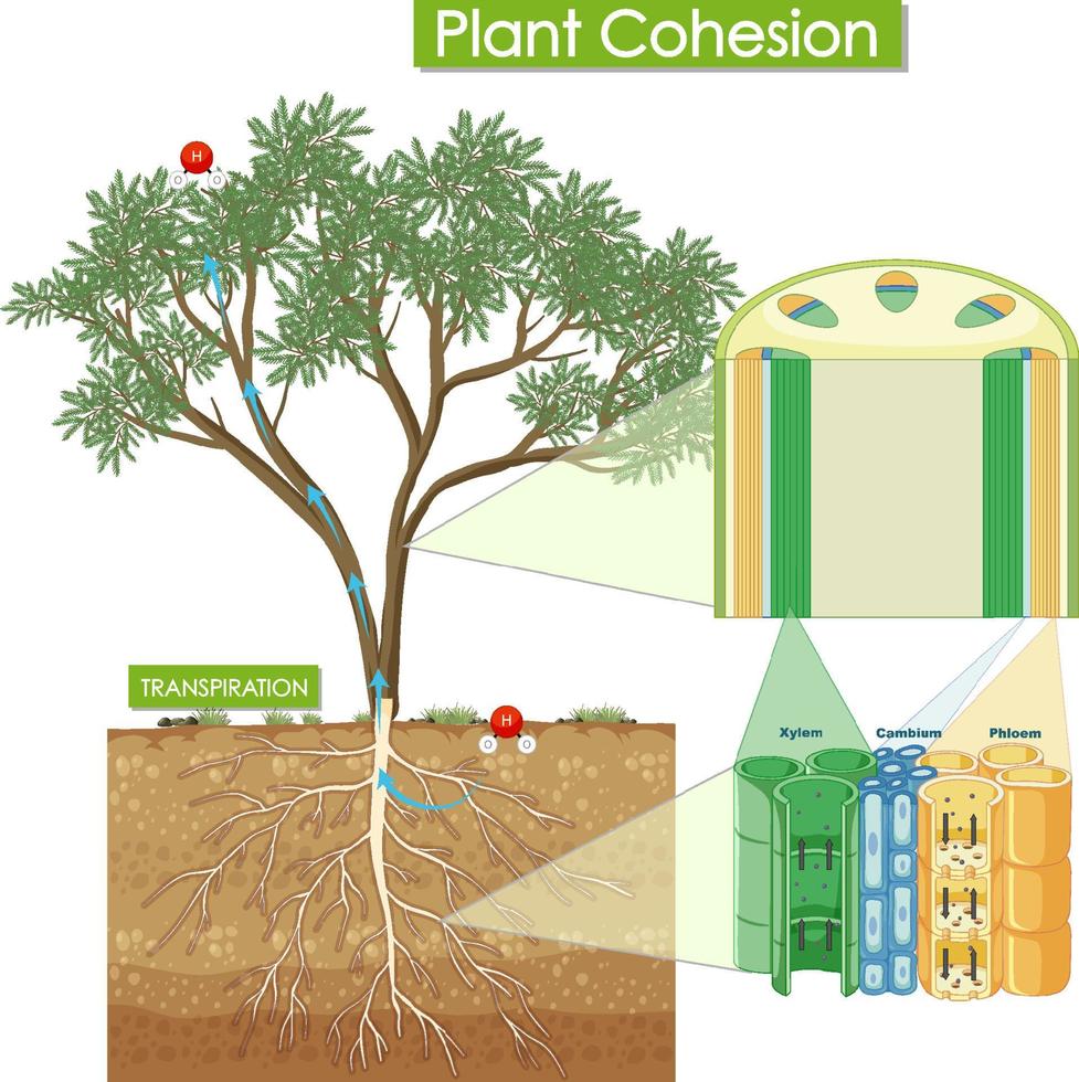 Diagram showing plant cohesion vector