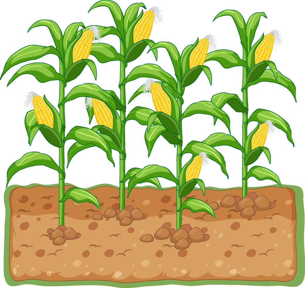Corn plant growing with soil cartoon vector