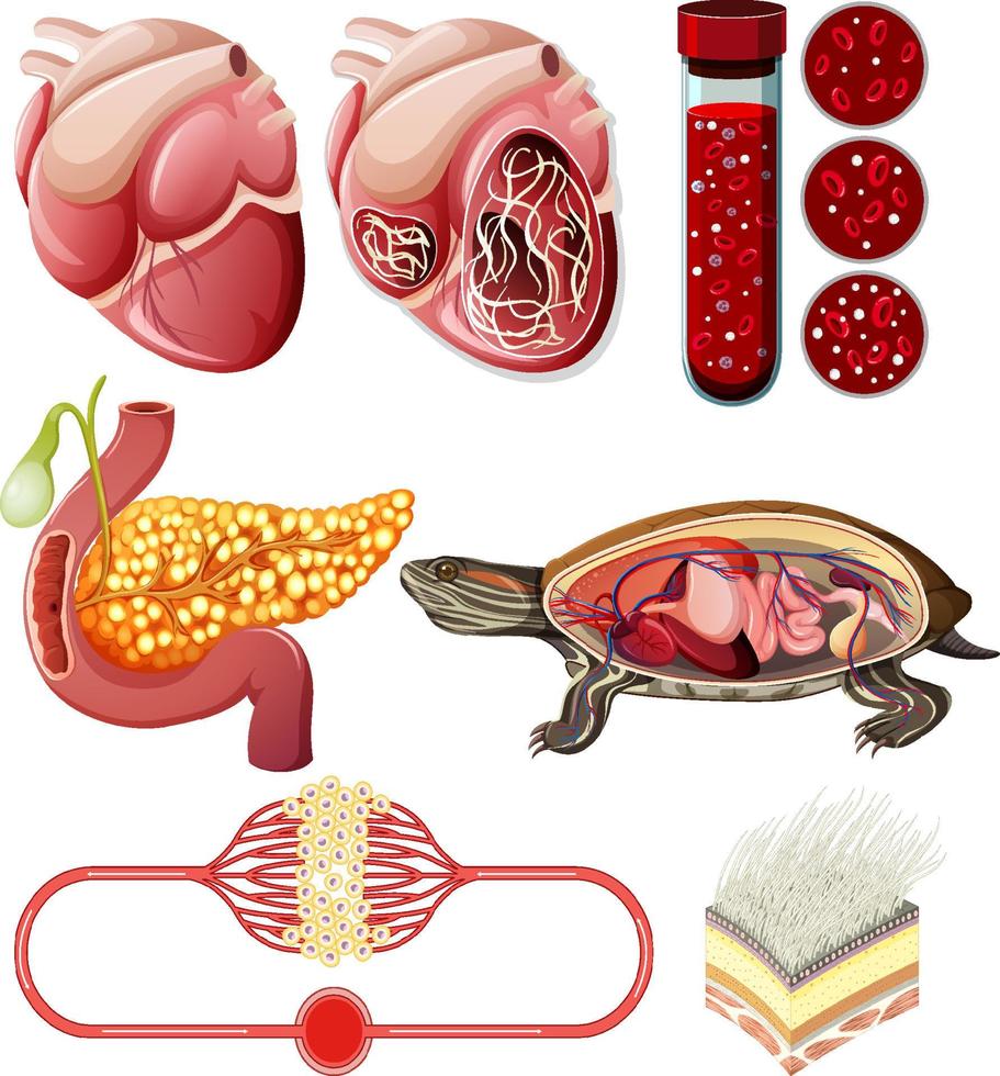 Set of equipment needed for science experiment vector