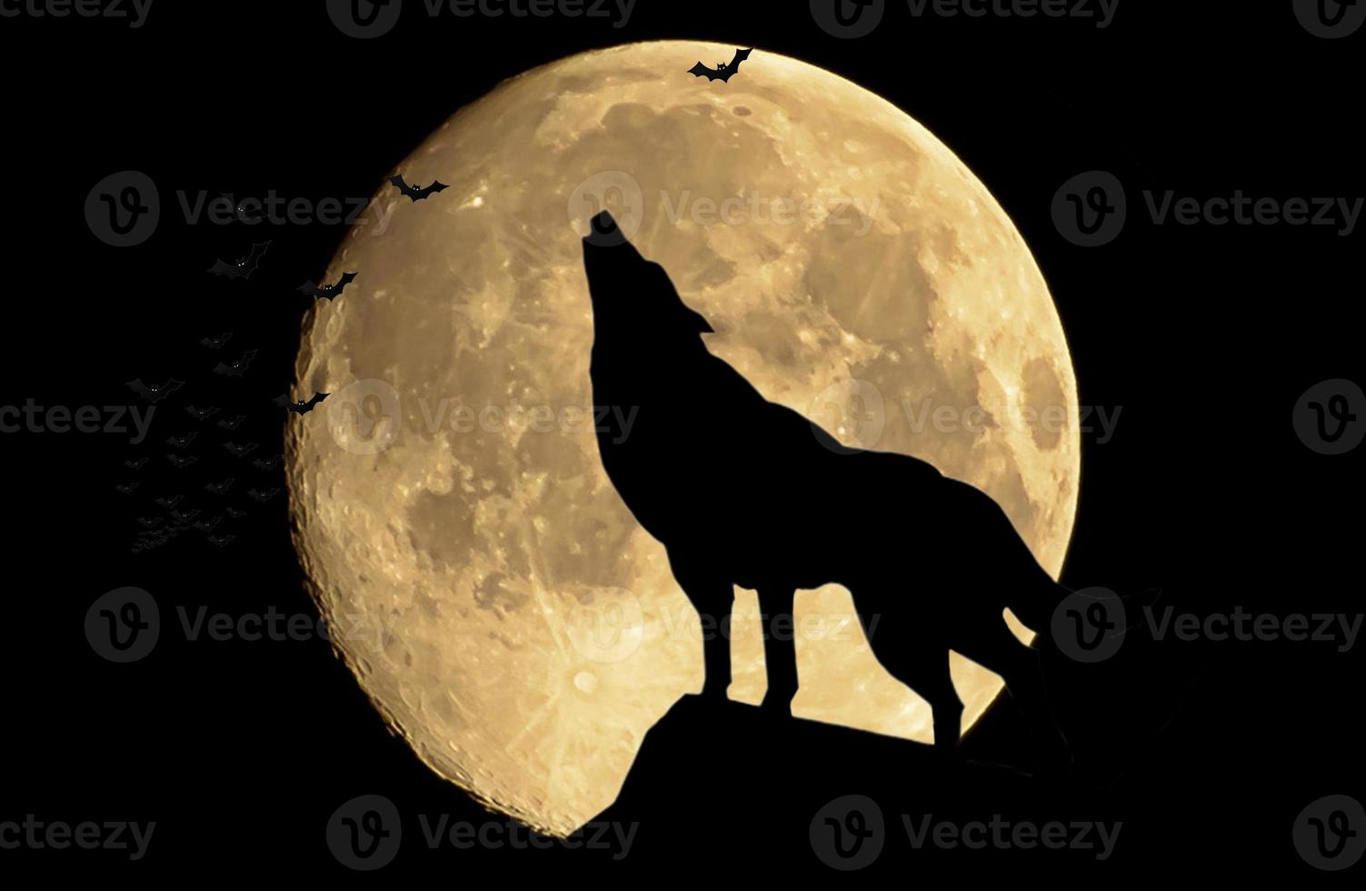 The wolf howling at the full moon photo