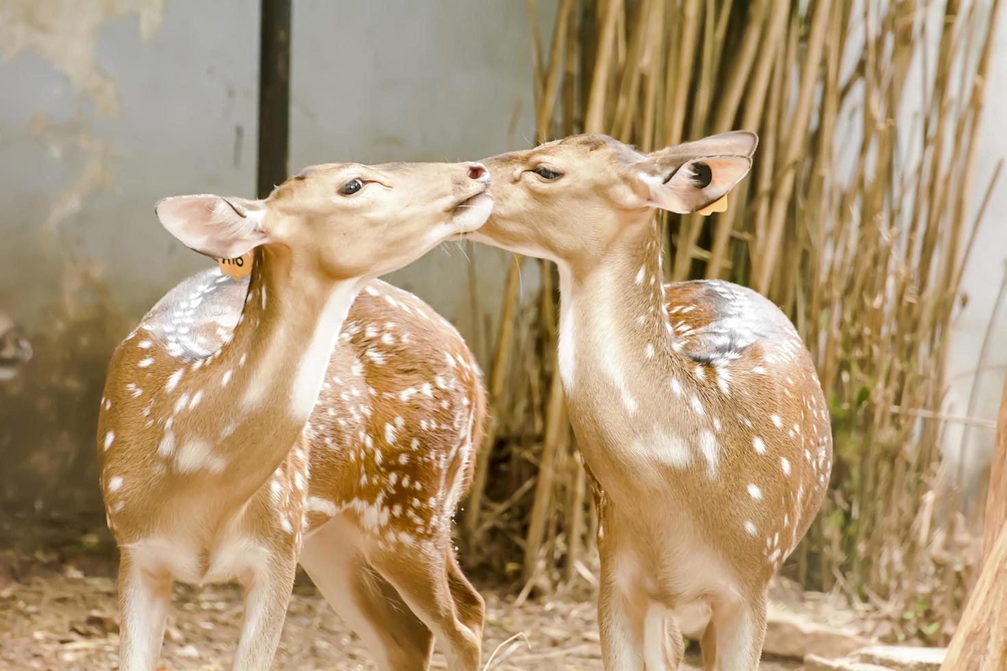 A Eld's Deer closeup take in a zoo photo