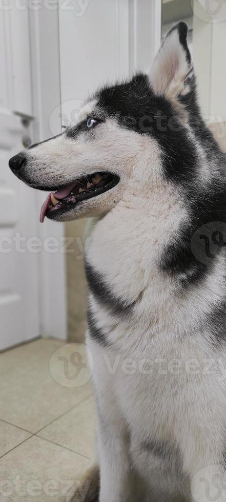 husky dog waiting for the owner looks at the door photo