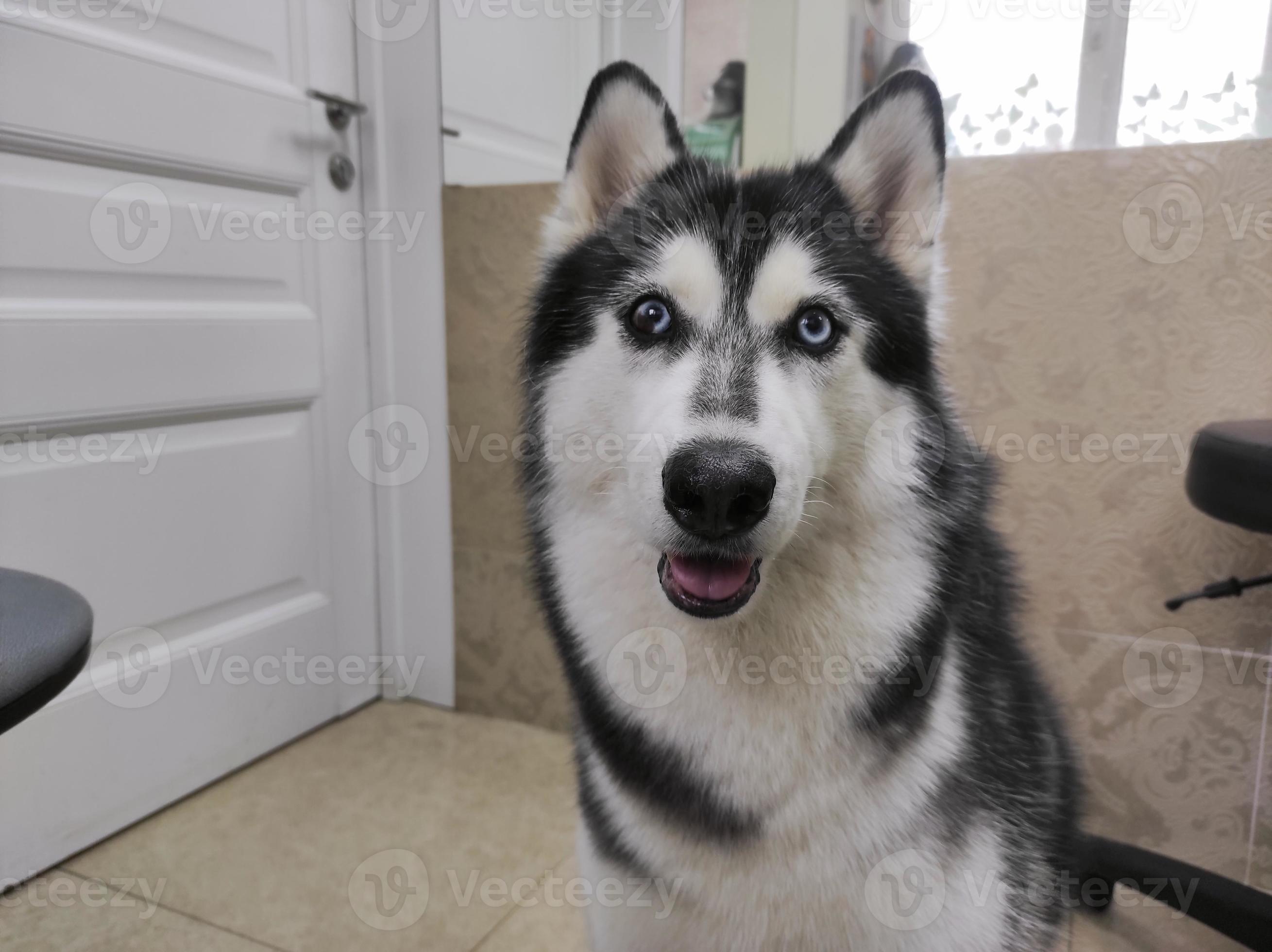 Multi colored husky clearance