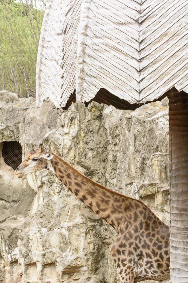 A giraffe closeup take in a zoo photo