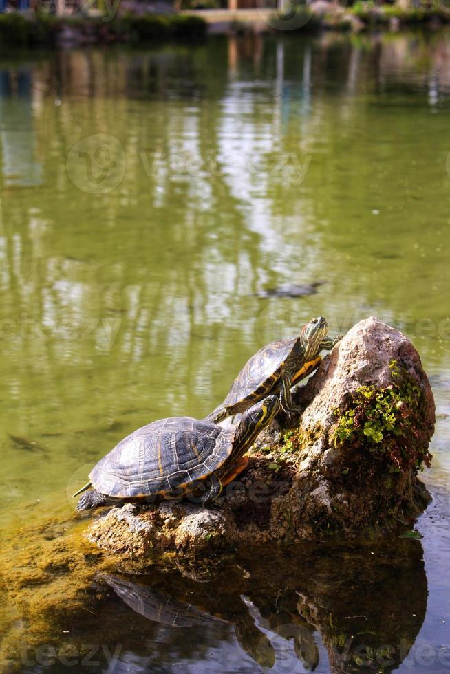 tortugas en el estanque toman el sol en una piedra foto