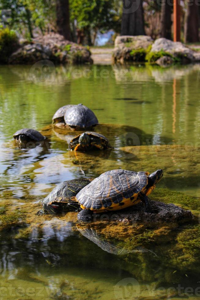 tortugas en el estanque toman el sol en una piedra foto