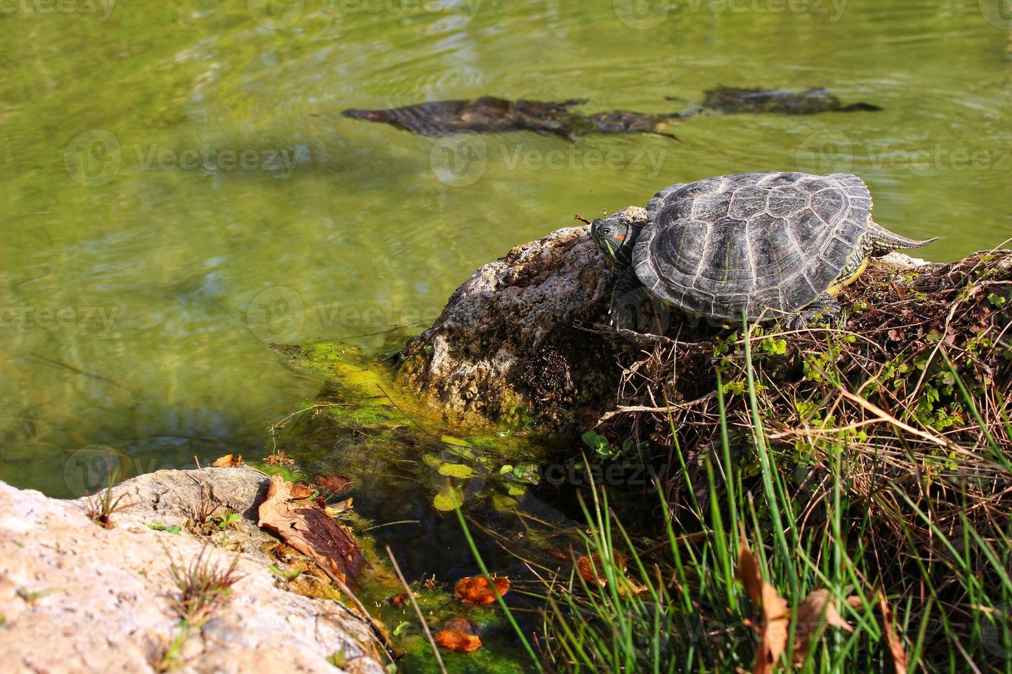 Turtles in the Pond Bask in the Sun on a Stone photo