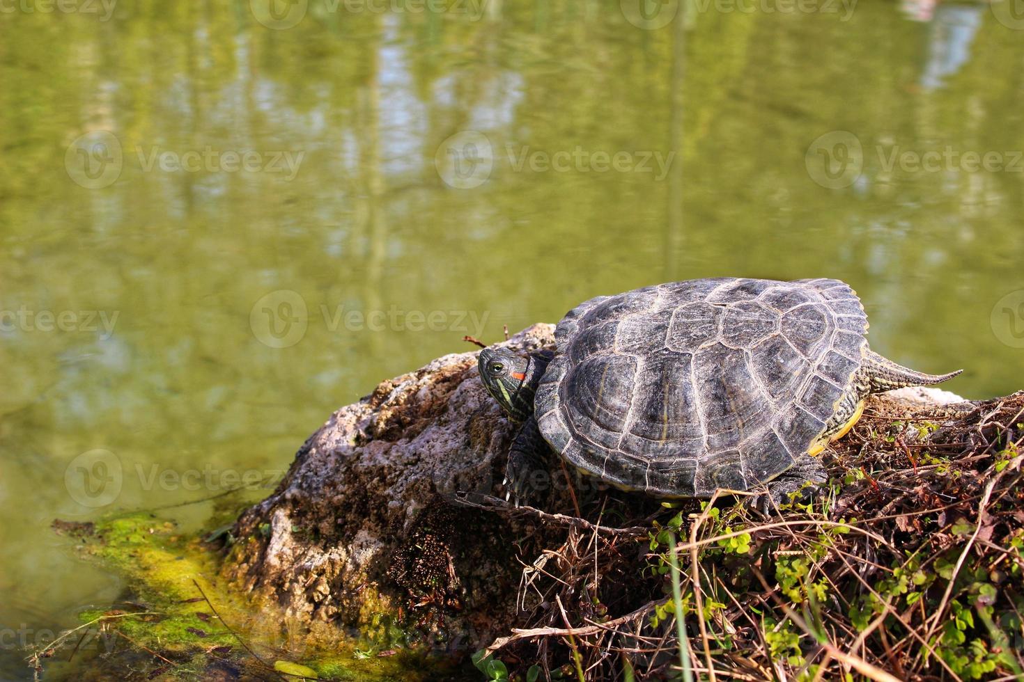 Turtles in the Pond Bask in the Sun on a Stone photo