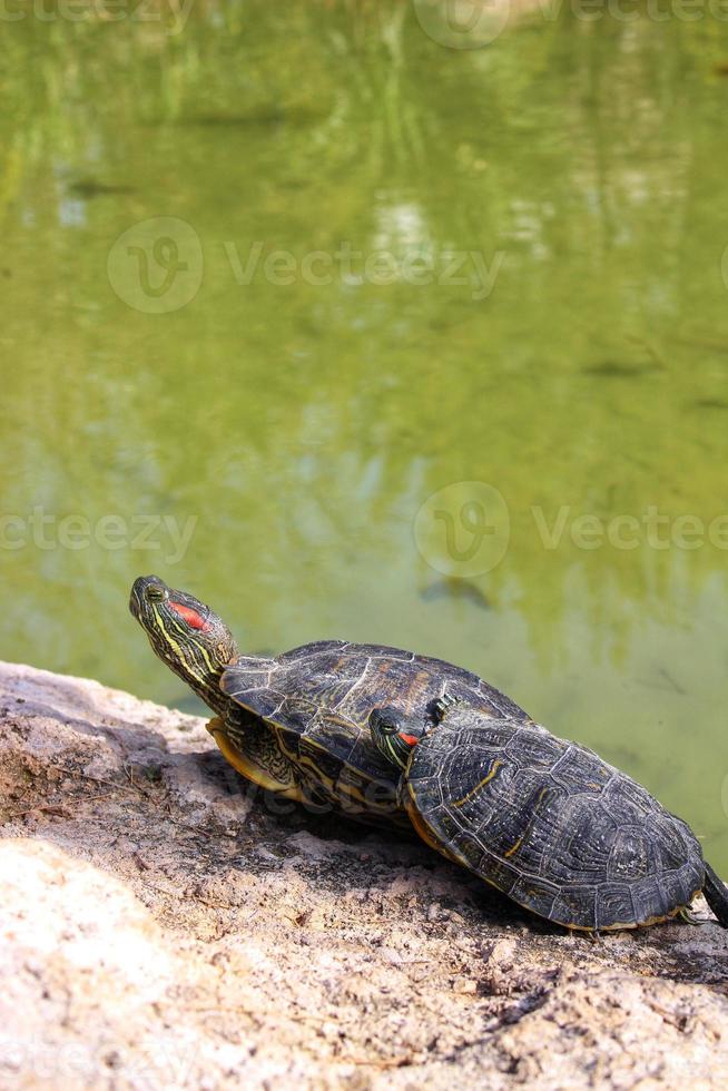 Turtles in the Pond Bask in the Sun on a Stone photo
