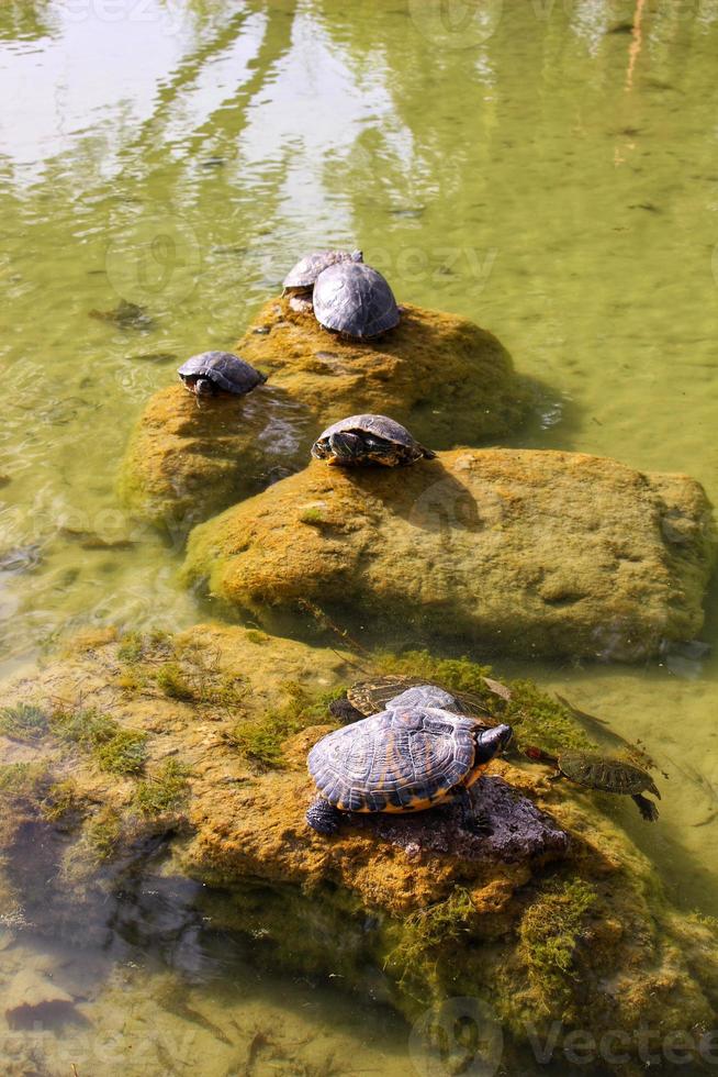 tortugas en el estanque toman el sol en una piedra foto