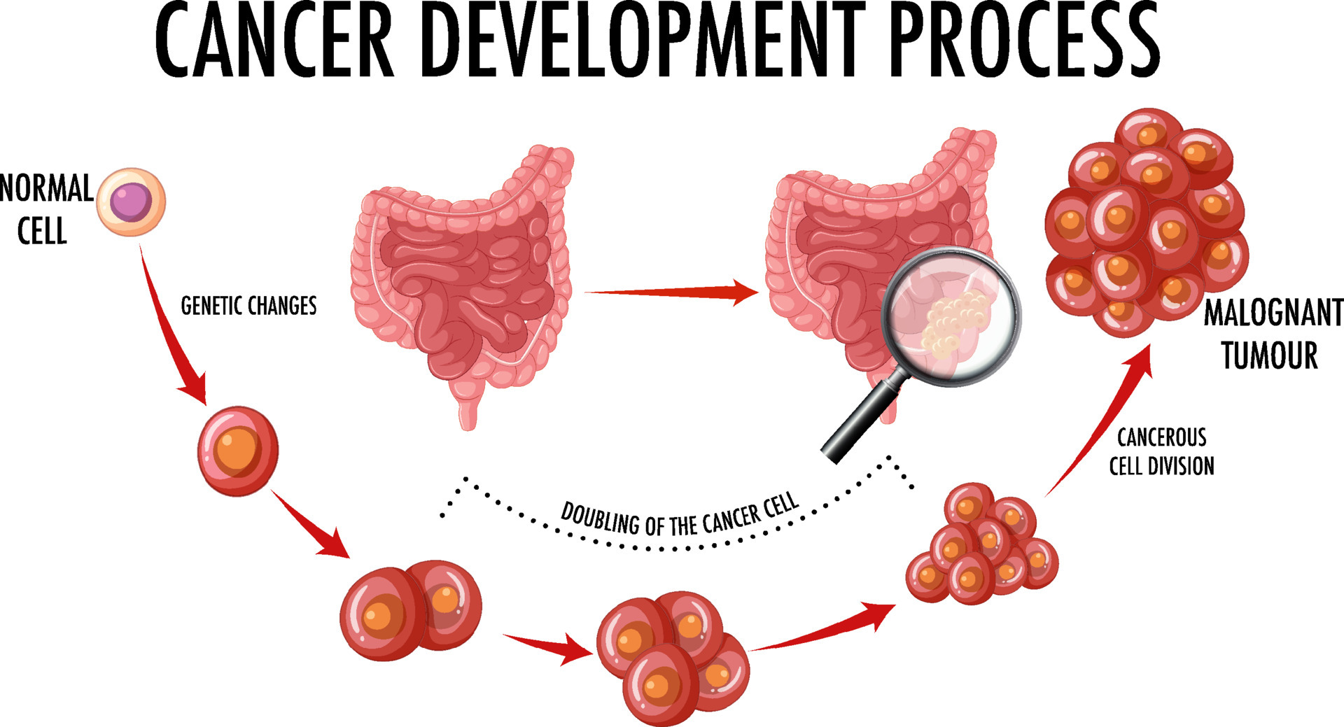 Cancer Cells vs. Normal Cells: How Are They Different?