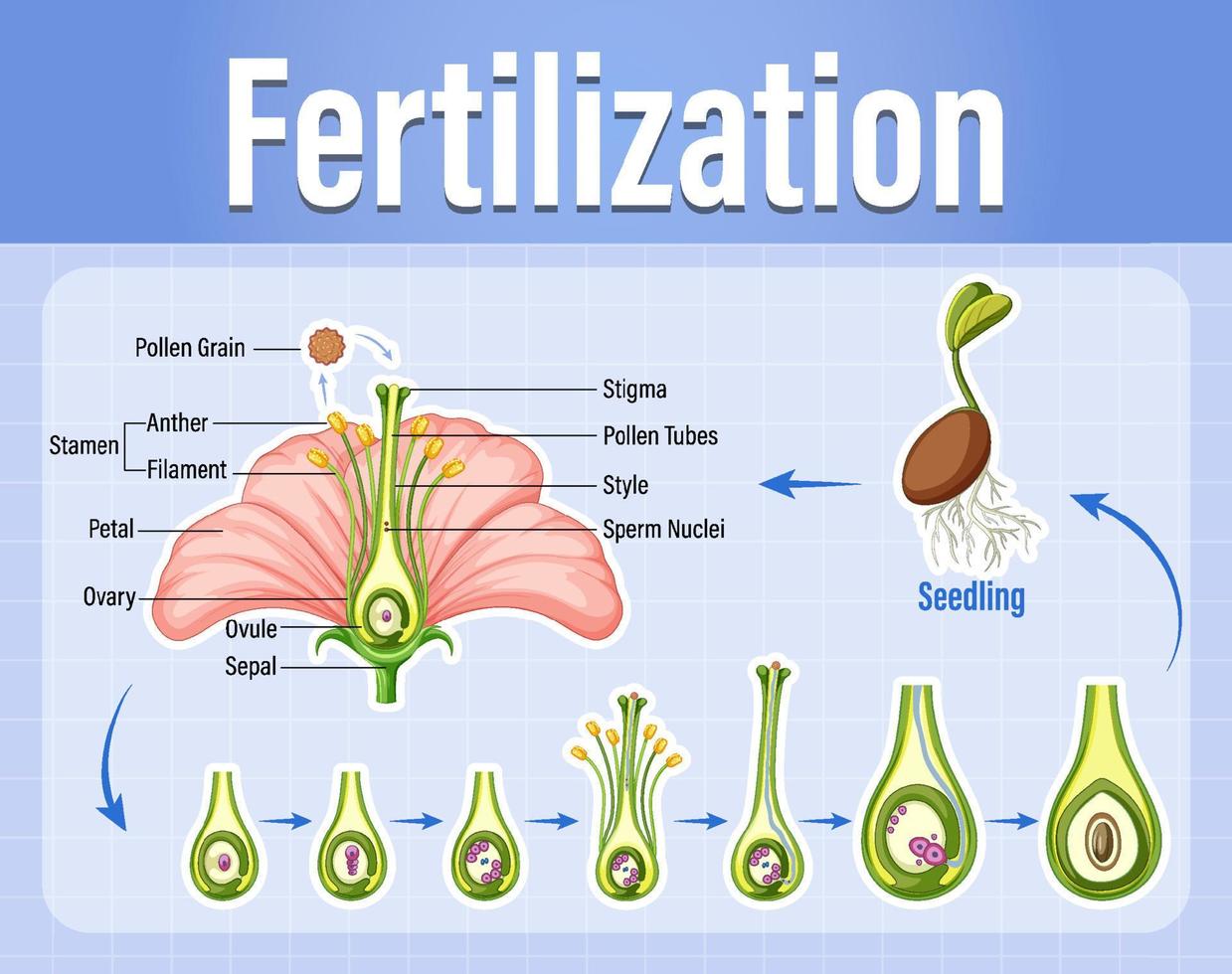 Diagram of pollination of flowering plants vector