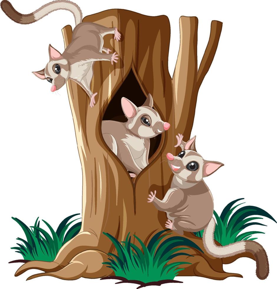 Three sugar gliders climbing tree vector