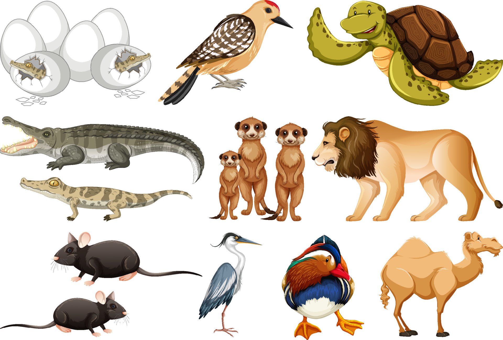 Different kinds of animals collection 6981207 Vector Art at Vecteezy